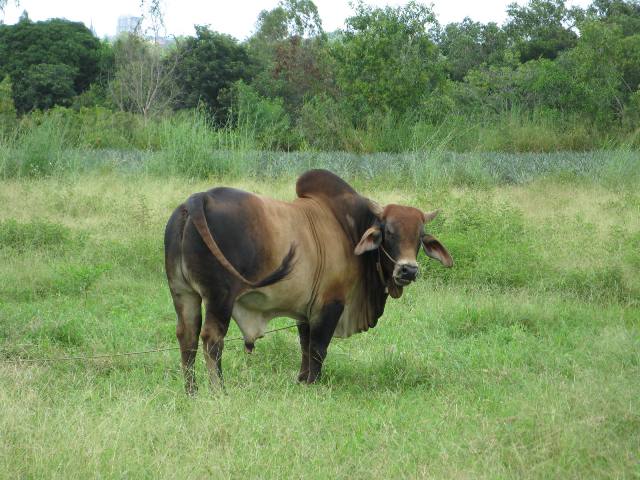 Thai cow